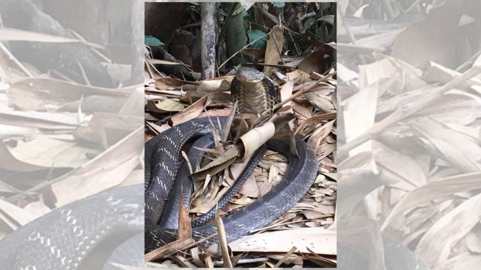 This cobra was found on a field in Bali’s Tabanan regency on Sunday. Photo: Kukuh TV / Instagram