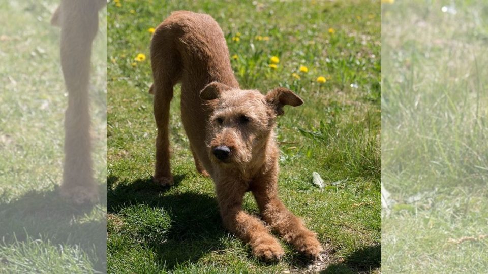 A good doggo doing some stretches. Photo: Pixabay