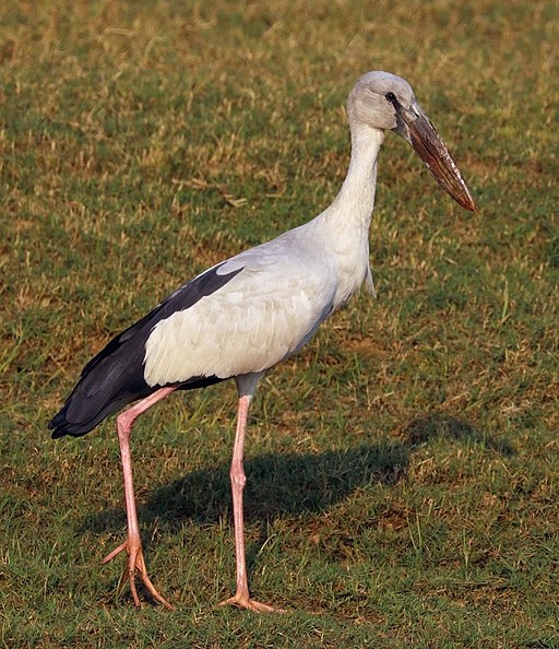 File photo of an Asian openbill. Photo: Wikimedia Commons