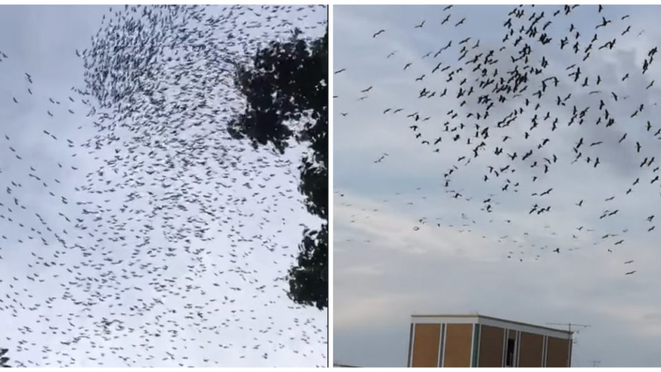 Murmurations over Choa Chu Kang, at right, and an unknown housing estate, at left. Photos: Vincent Chew, Jia Hwee Lim/Facebook. 