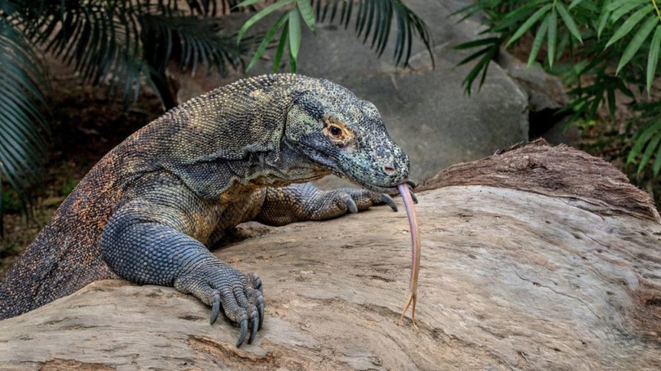 The Komodo National Park is home to around 2,800 Komodo dragons, according to official data from 2018. Photo: Unsplash