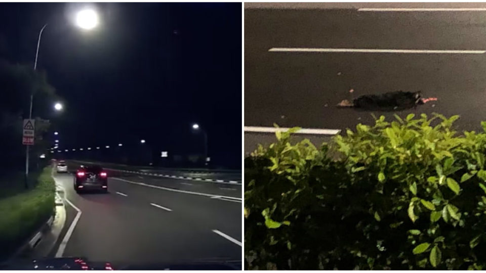 At left, dashcam footage of car dog was thrown out of. At right, dead dog lying on the road. Photos: Veron Ng/Facebook