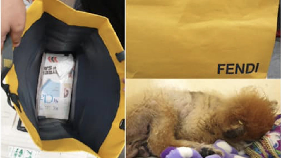 Collage of dog and FENDI paper bag. Photo: SPCA/Facebook