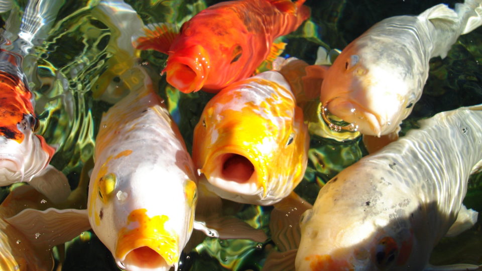 Koi react to the shocking revelation that 85 of their species were killed at Ocean Park over the past fiscal year by an outbreak of incurable koi herpes. Photo via Flickr/Mark Doliner.