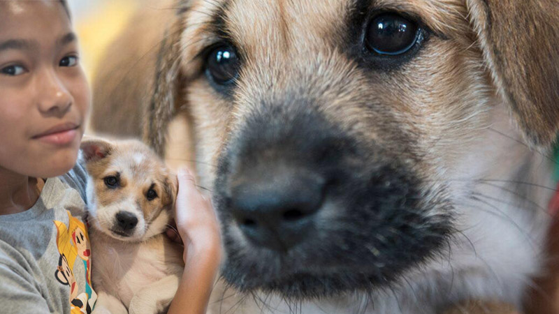 Original images: Adoptable Puppy Cafe Event / Courtesy