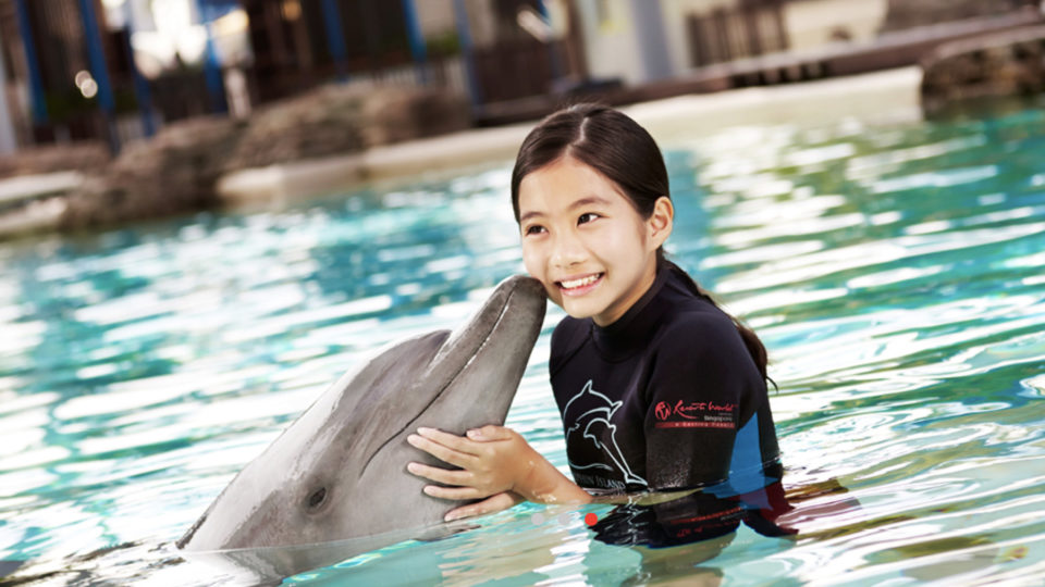 Dolphins forced to perform, take photos and be touched by visitors to Dolphin Island at Resorts World Sentosa in Singapore. Photo: Resorts World Sentosa