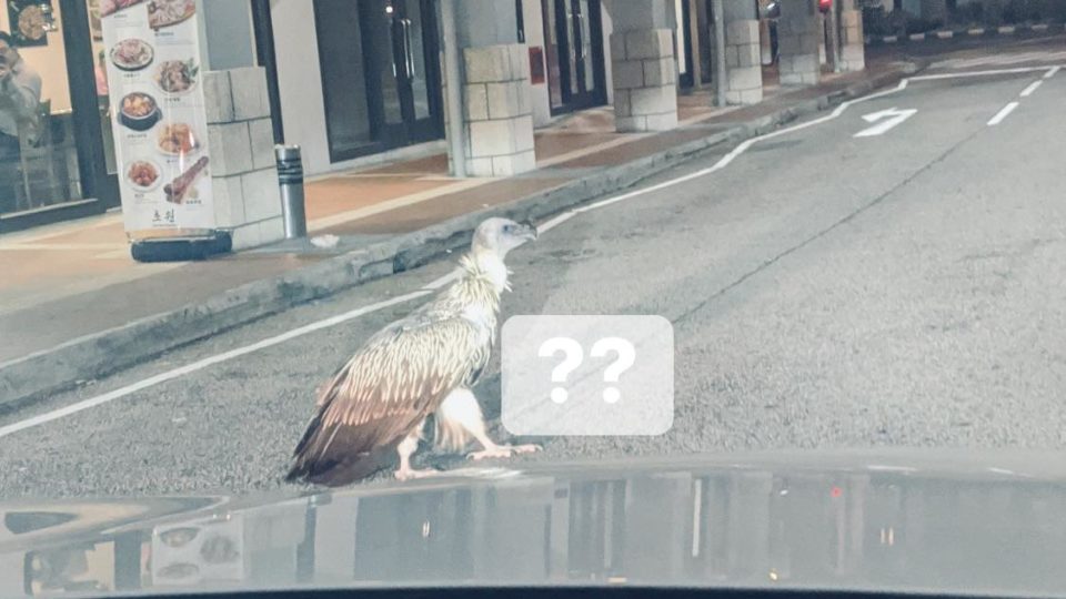 Why did the vulture cross the road? In case you really wanted to know, Wednesday night was the chance to find out from this lost Himalayan vulture near Maxwell Road. Photo: Kirari Labo/Facebook