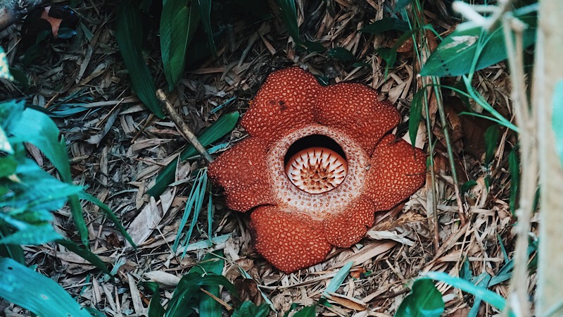 The rare Rafflesia, day 3 of the bloom in Kokob. Photo: Coco Travel