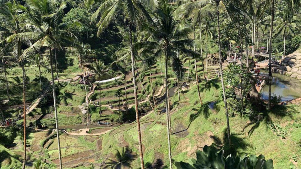 File photo of Tegallalang Rice Terrace in Ubud, Bali. Photo: Coconuts Bali