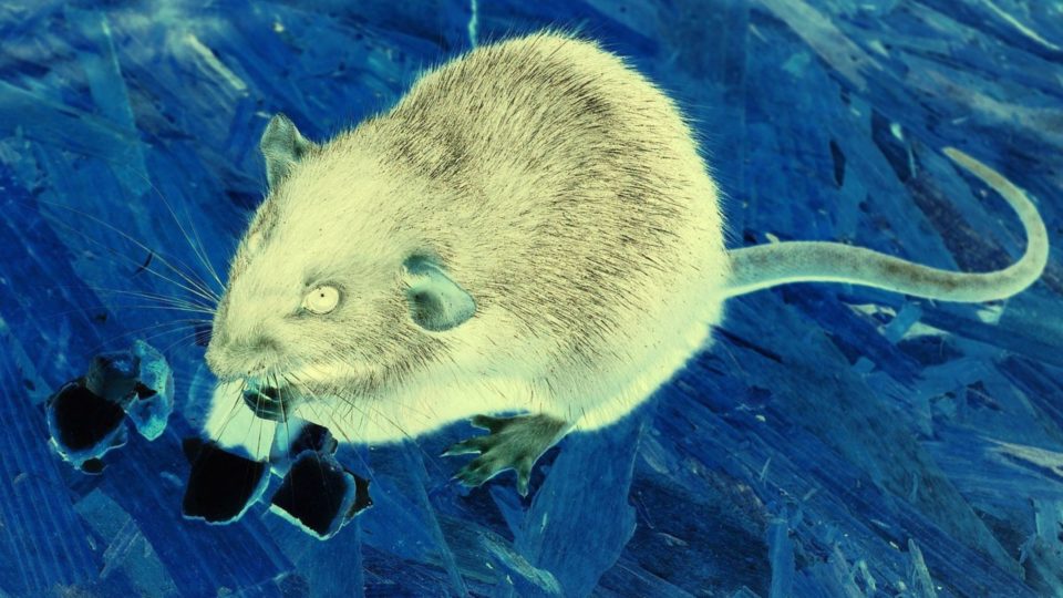 Photo Illustration via Pixabay.