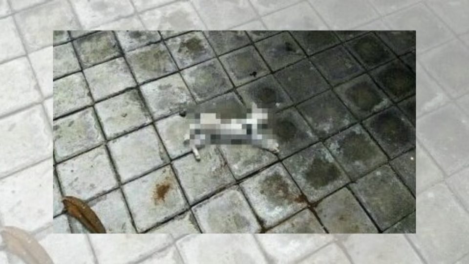 The woman also shared a photo of what appears to be a dead feline in her post. Screengrab: Facebook