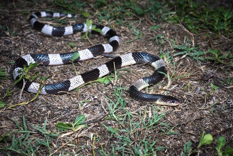 A Malayan krait. Photo: Flickr/Thai National Parks