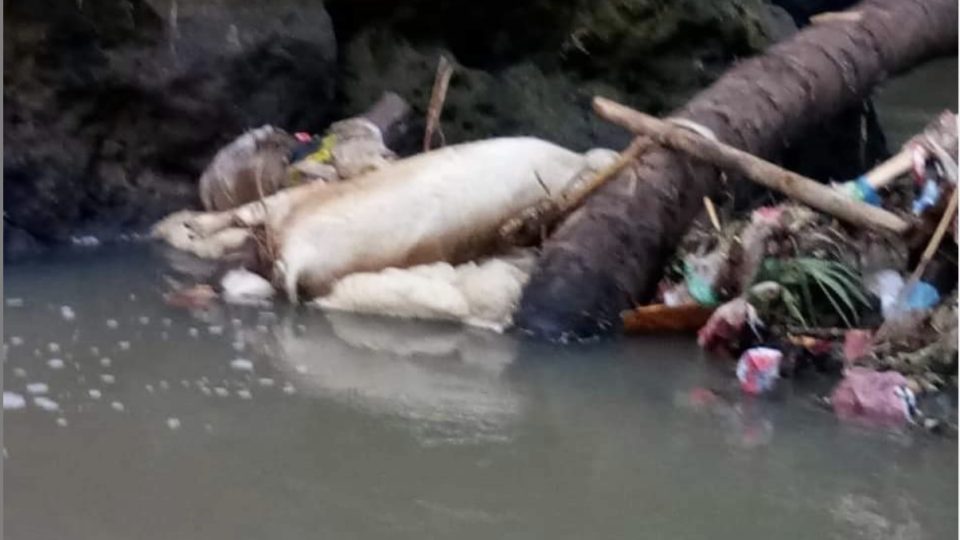 File photo of a dead pig that was irresponsibly thrown into the local river in Tabanan regency. Photo: Info Tabanan / Instagram 