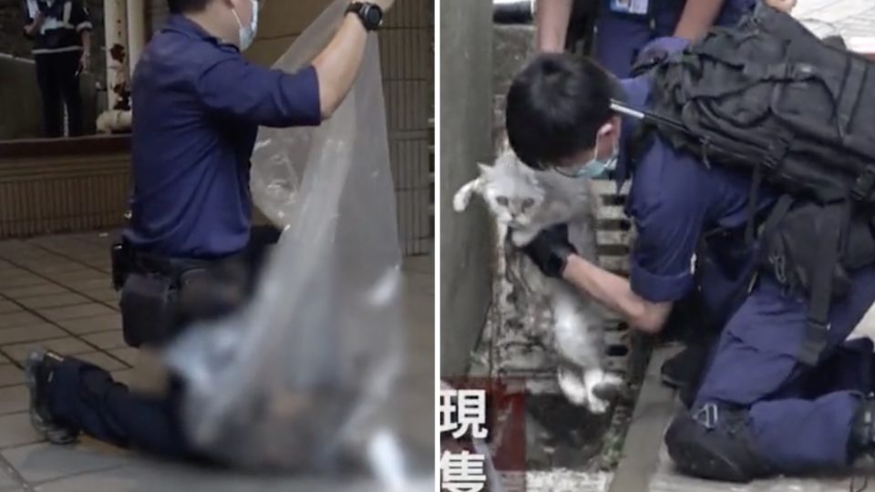 Personnel from the Society for Prevention of Cruelty to Animals found abandoned outside a housing estate. Screengrabs via Apple Daily.