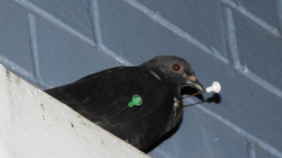 A pigeon with two darts puncturing its body. Photo: ACRES/Facebook