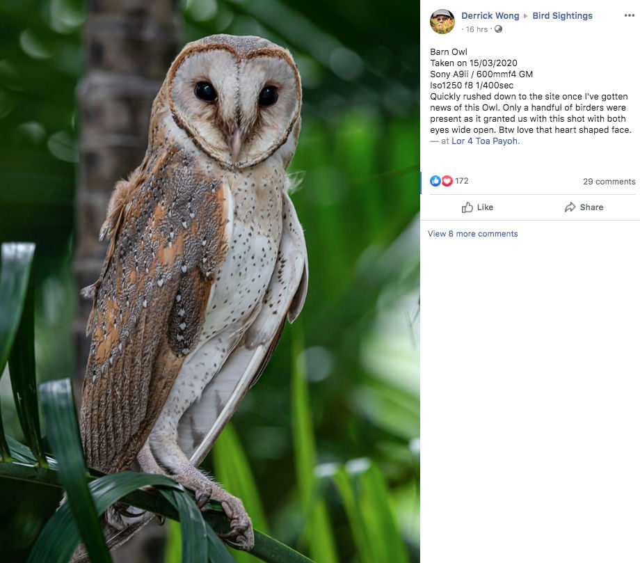 Facebook screenshot of barn owl in Toa Payoh.