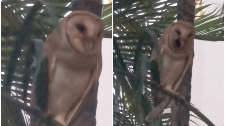 Barn owl spotted in a tree in Toa Payoh on March 15. Image: Adeline Goh/Facebook via Nature Society Singapore