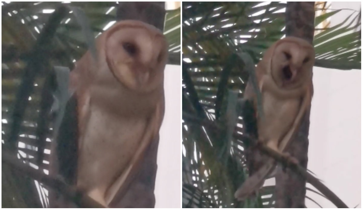 Rare sight of barn owl in Toa Payoh housing estate wows locals