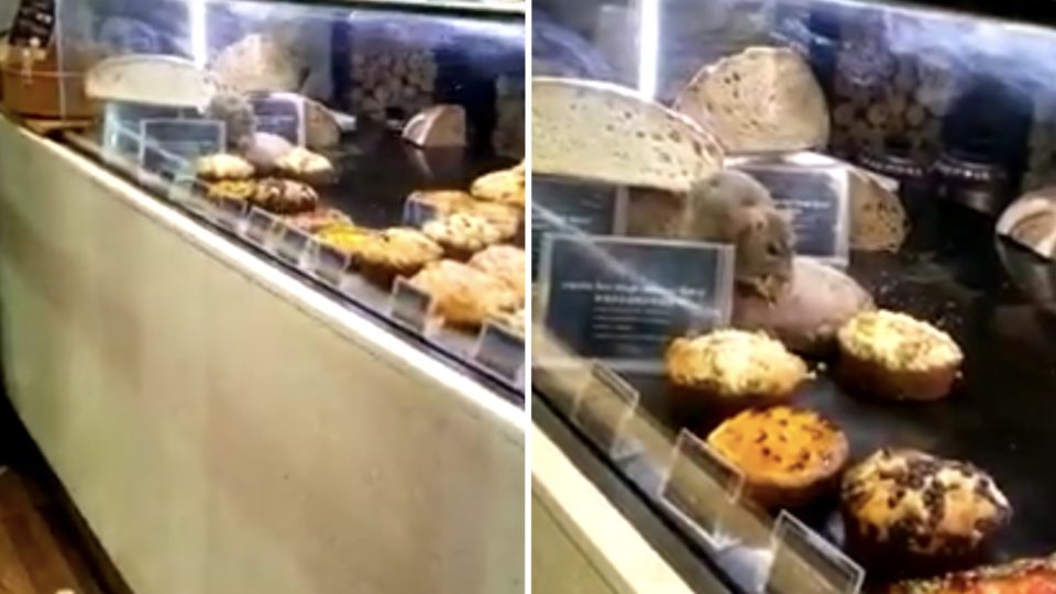 A rodent filmed chowing down on some cakes at a pastry counter of a French bakery chain in Tsim Sha Tsui. Screengrab via Facebook video.