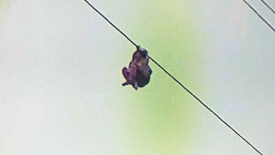 An eight-year-old girl hanging onto a power line, 15 meters above the ground in the Curug district of Tangerang regency yesterday evening. Photo: Istimewa