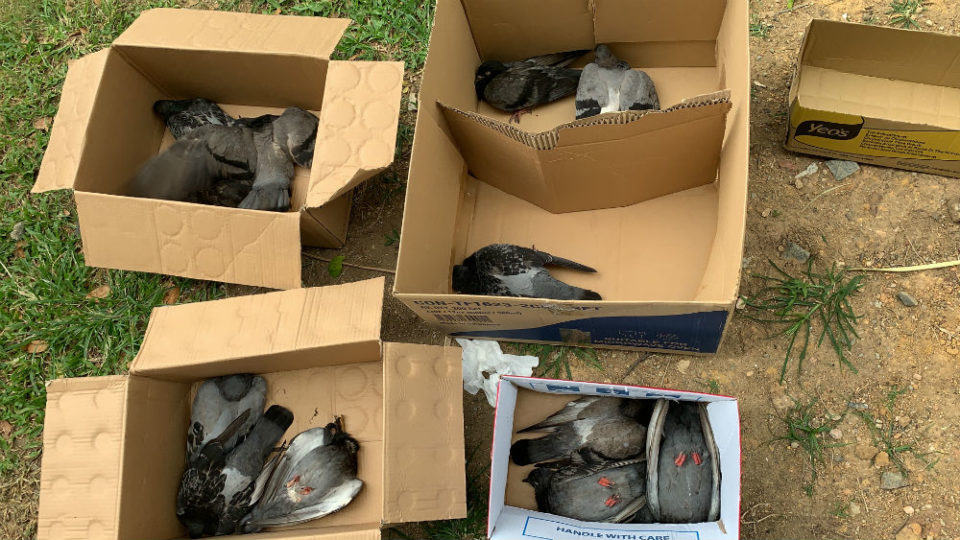 Poisoned pigeons placed in boxes on Havelock Road. Photo: Robin Hicks