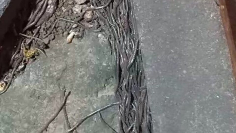 Earthworms crawled out of the soil in hair-raising numbers over the weekend in Sokocangsi village, Klaten regency and around Gede Market in Solo City (pictured), both in Central Java. Photo: Istimewa