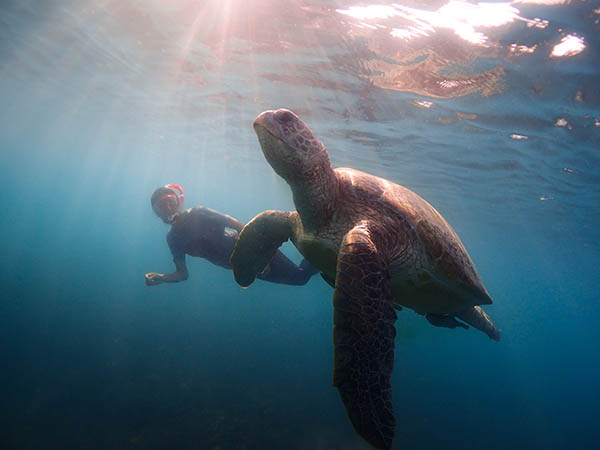 Send your underwater marine life snaps to marine biologists for their research. Photo: Rahul Mehrotra