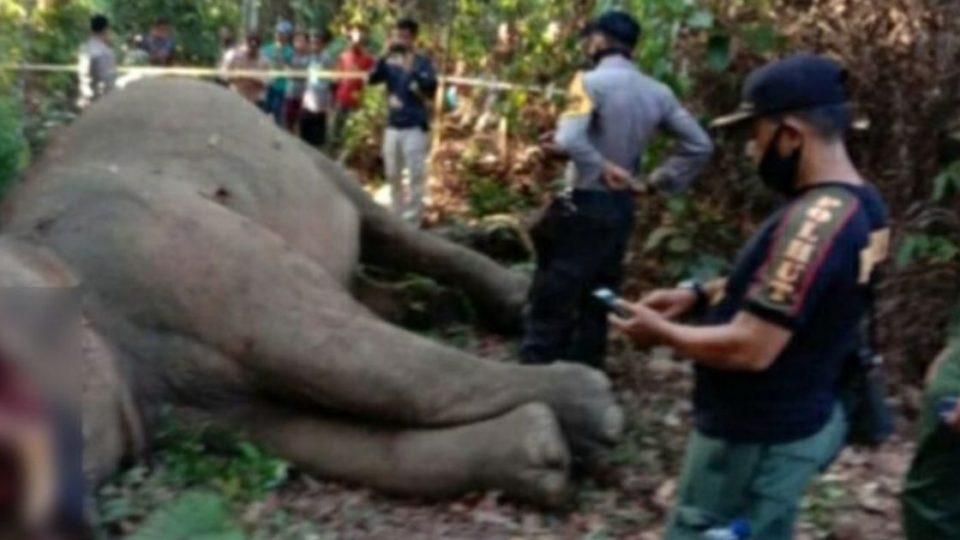 A Sumatran elephant was found with its trunk cut off in Riau province earlier this week, with authorities suspecting that the gigantic mammal was killed for encroaching residential areas. Photo: BKSDA Riau