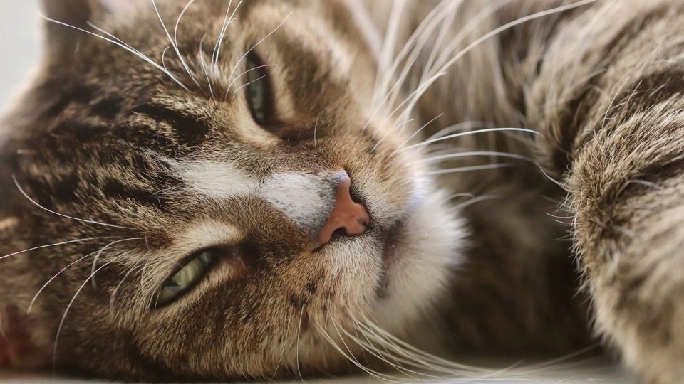 File photo of a cat. Photo: Annette Meyer