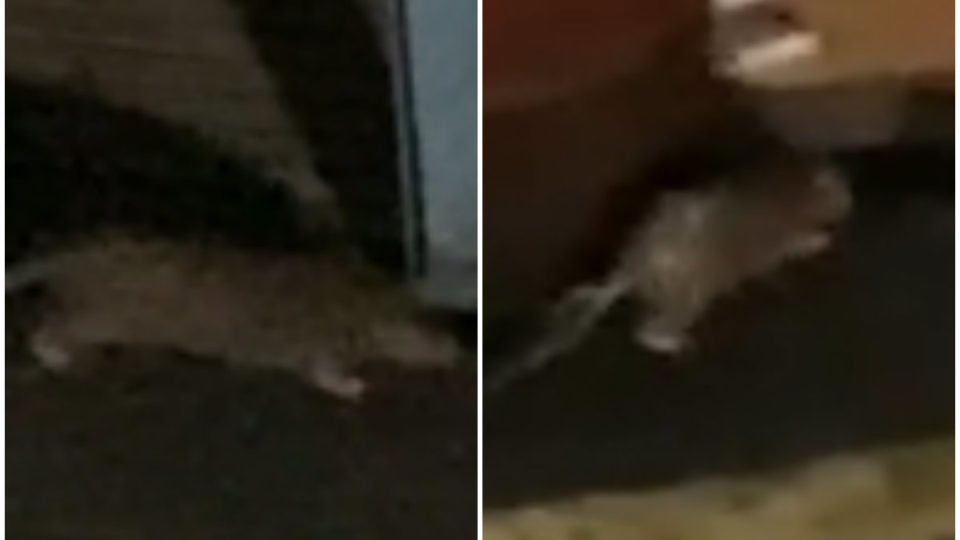 Rats spotted in Tiong Bahru.
