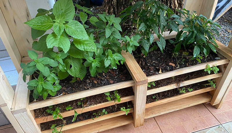 Those Bangkok balconies are good for more than gravity-assisted exits. Grow greens and save the planet.  Photo: Grow Learning Gardens / Courtesy