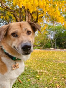 His collar identifies him as ‘Tia CMU.’ Photo: Tia CMU / Facebook