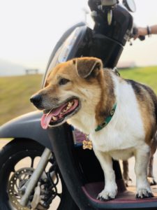 People at CMU sometimes drive the good boy around the campus. Photo: Tia CMU / Facebook