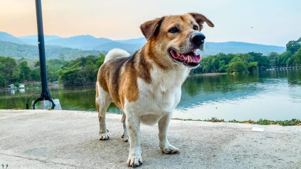 Photo: Tia CMU / Facebook
