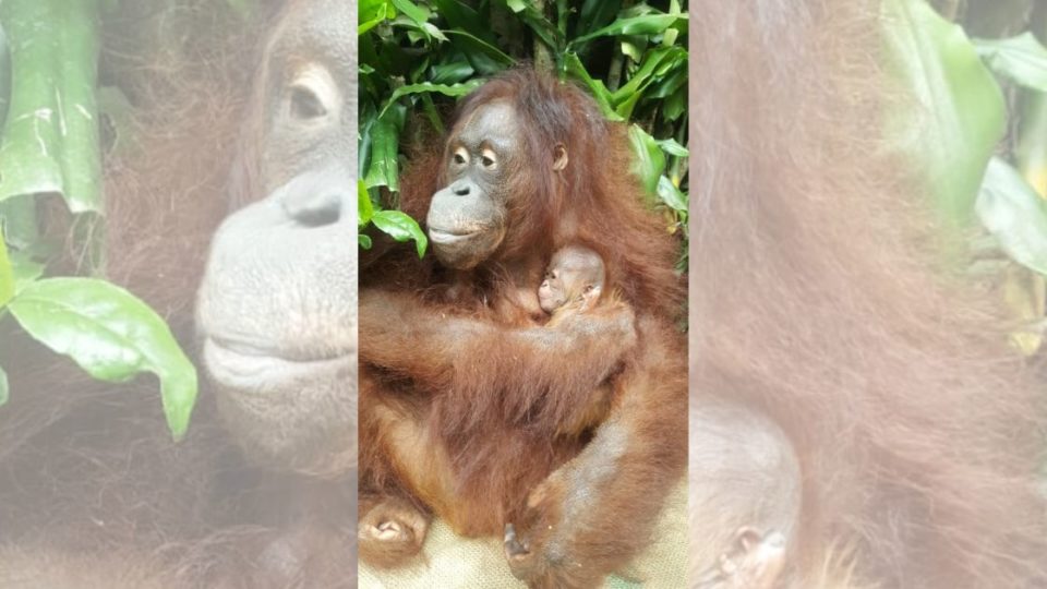 Taman Safari Indonesia in Bogor, West Java has recently welcomed a female baby orangutan named Fitri, who was born on the second day of Eid al-Fitr. Photo: Kementerian LHK