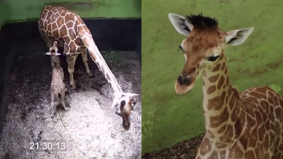 Corona was born on April 9, 2020. Photo: Bali Safari Park