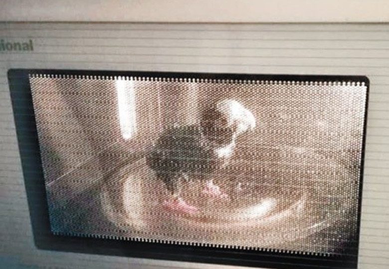 Lai posted this picture to Facebook with the caption “Extra dish, roasted pigeon”. Photo: Facebook