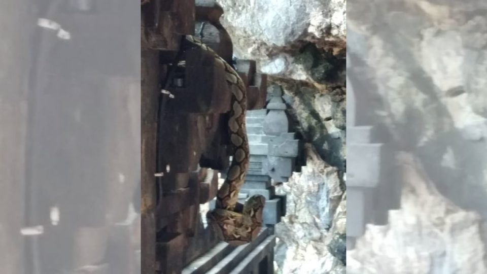 The python was sighted at Pura Goa Lawah on Monday. Photo: Istimewa via Detik