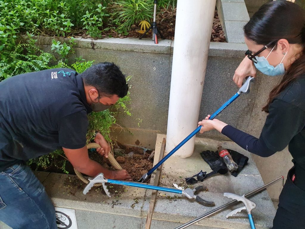 ACRES employee Kalai Balakrishnan (left) attempts to rescue the king cobra from a hole near Marsiling MRT station. Photo: Kalai Balakrishnan