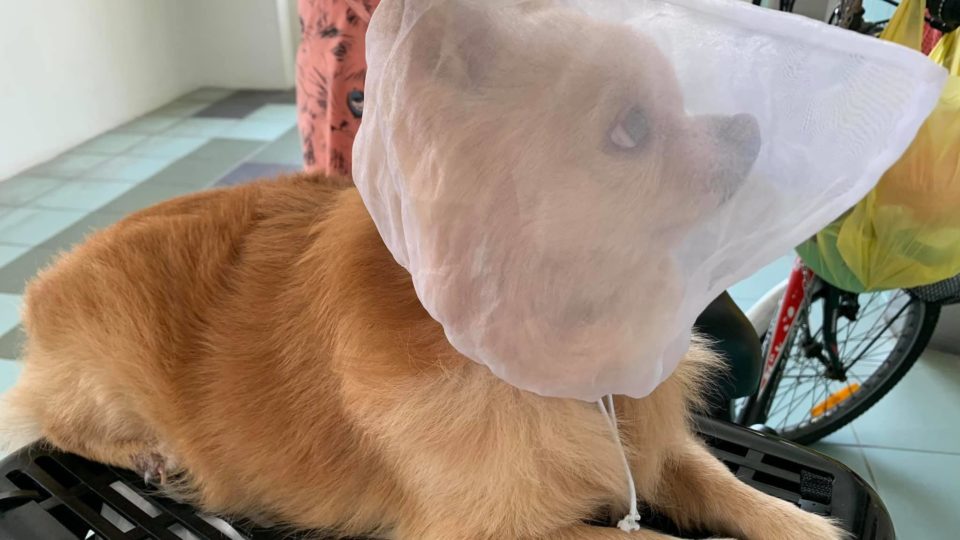 Chihuahua named Baby wears a bag over its head. Photo: Rachel Liaw/Facebook