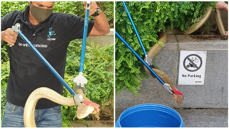 ACRES staff rescuing a king cobra near Marsiling MRT station. Photos: Kalai Balakrishnan