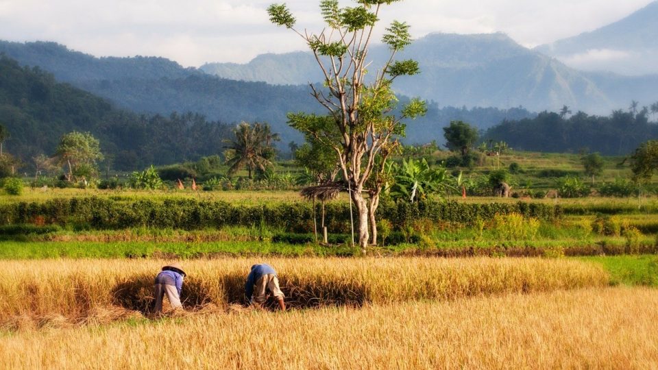 People working on a paddy field in Bali. Photo: Pixabay