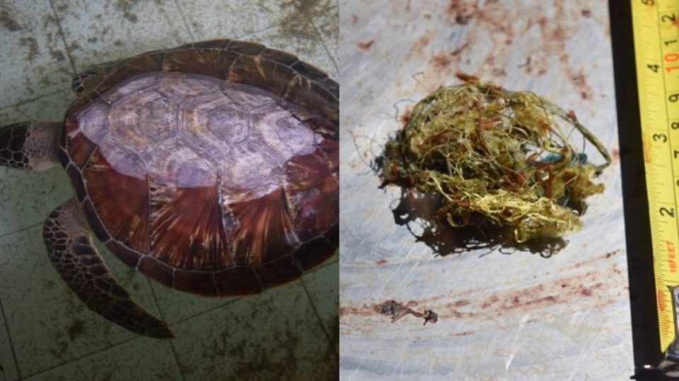 Left: The green sea turtle found washed up on Kelang Beach. Right: The plastic materials found after necropsy. Photos: Coastal and Marine Resources Management Center (BPSPL) in Denpasar. 