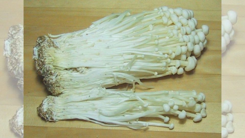 Enoki mushrooms. Photo: Chris 73/Wikimedia Commons, CC BY-SA 3.0