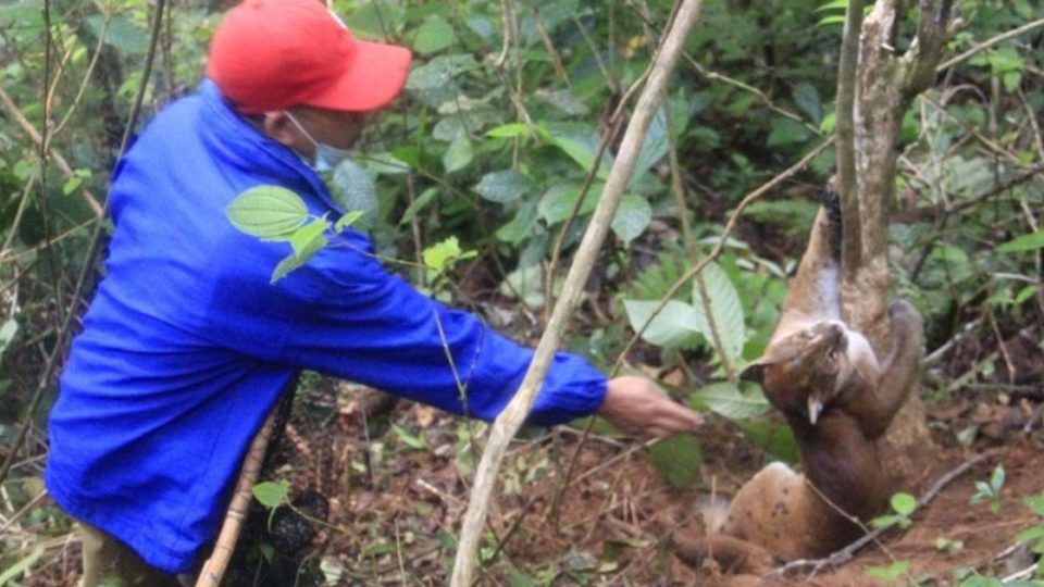 An Asian golden cat recently rescued from a boar trap in Agam regency of West Sumatra succumbed to its injuries and died yesterday, following two days of intensive medical treatment. Photo: Istimewa