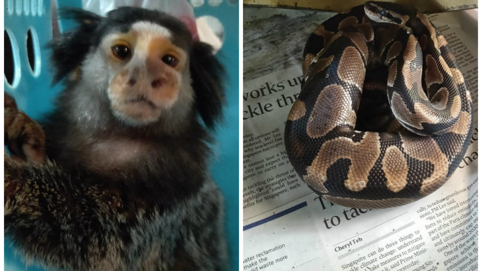 An abandoned marmoset monkey, at left, and a ball python. Photos: ACRES/Facebook