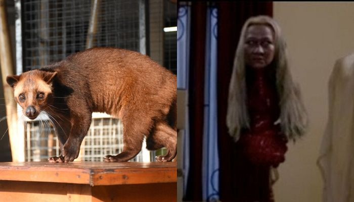 A civet and a palasik. Which is more terrifying?