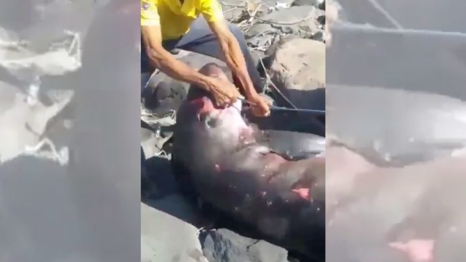 A wounded dwarf sperm whale had washed up ashore on Lembeng Beach in Bali’s Gianyar regency last week. Screenshot: Instagram