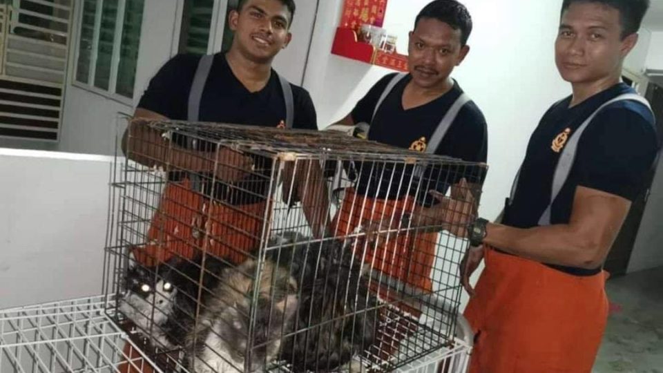 Three firemen with the rescued cats. Photo: Penang Press /Facebook
