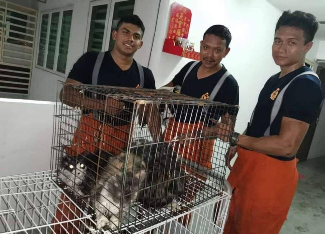 Three firemen with the rescued cats. Photo: Penang Press /Facebook
